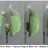 kir climene pupa3 volg